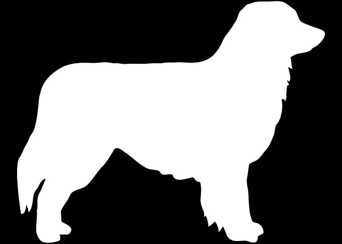 Australian Shepherd