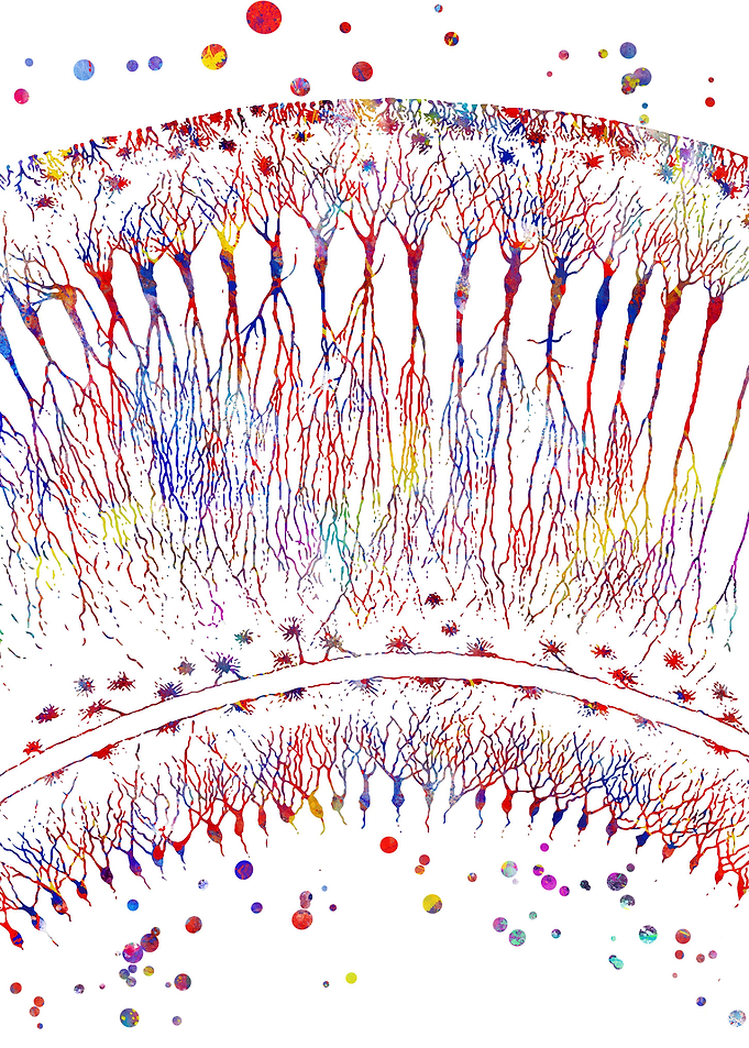 Cortical Neurons