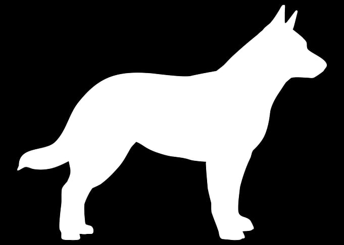 Australian Cattle Dog