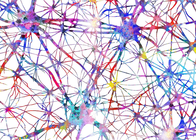 Brain cell anatomy