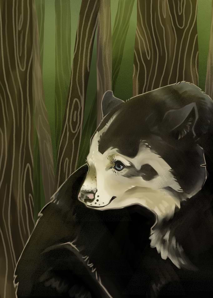 Black bear