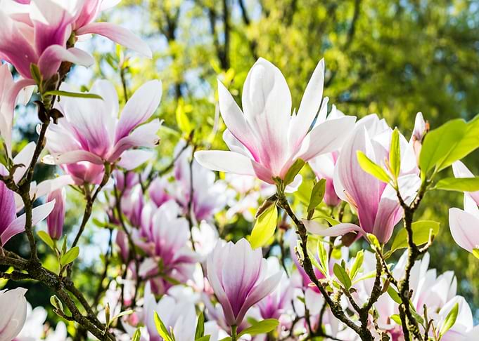plant pink white
