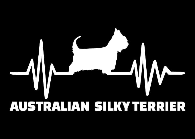 Australian Silky Terrier