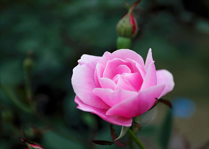 pink beauty rose