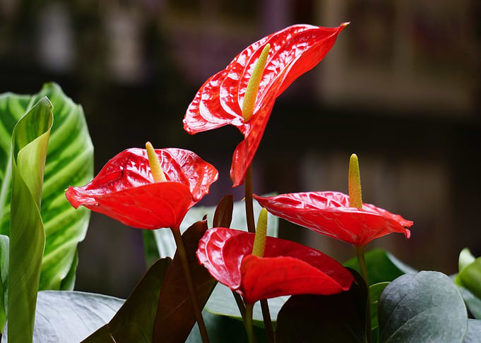 red green bloom