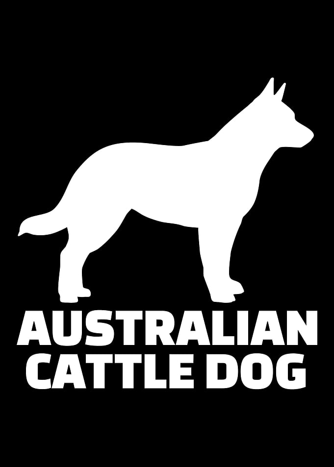 Australian Cattle Dog