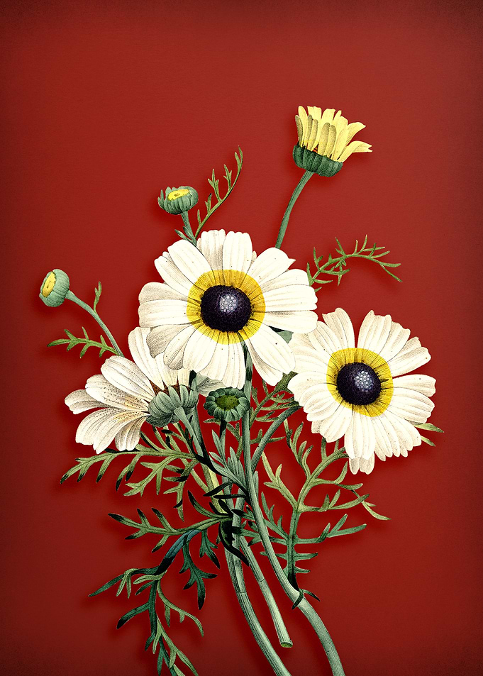 Chrysanthemum on Red