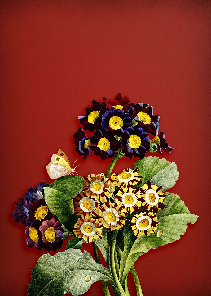 Antique Flower on Red