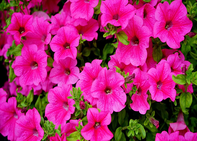 pink red bloom