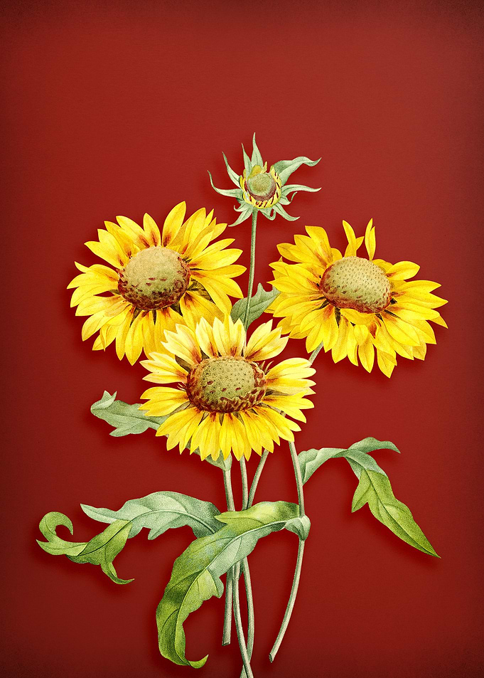 Blanket Flowers on Red