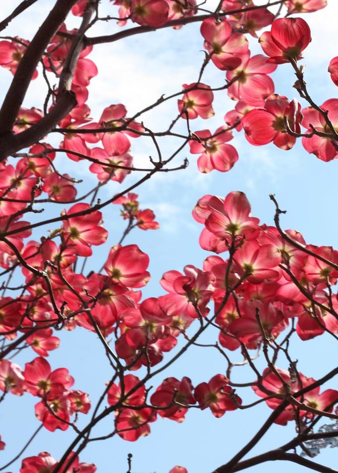 sakura flower red