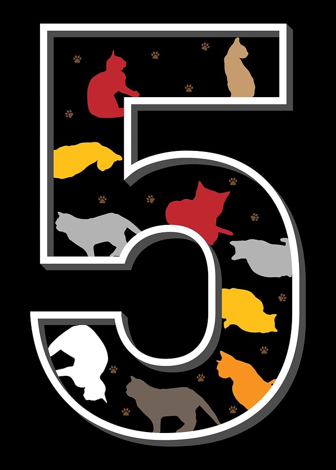 5 fifth birthday cats