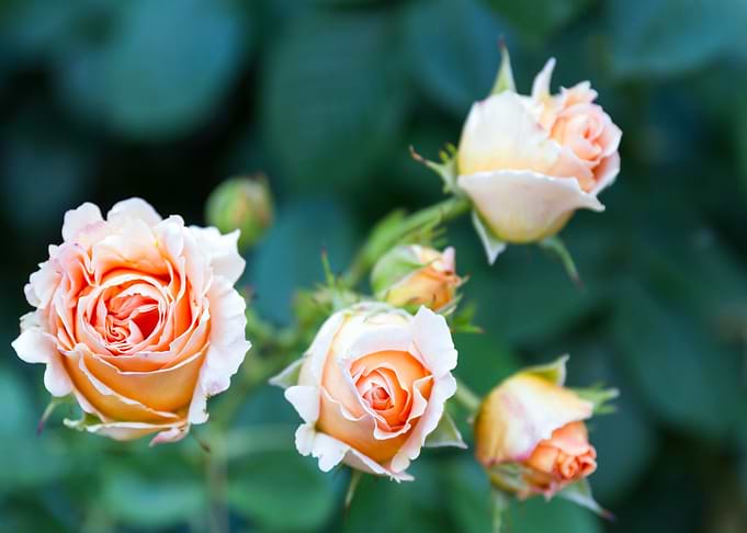 four orange flower