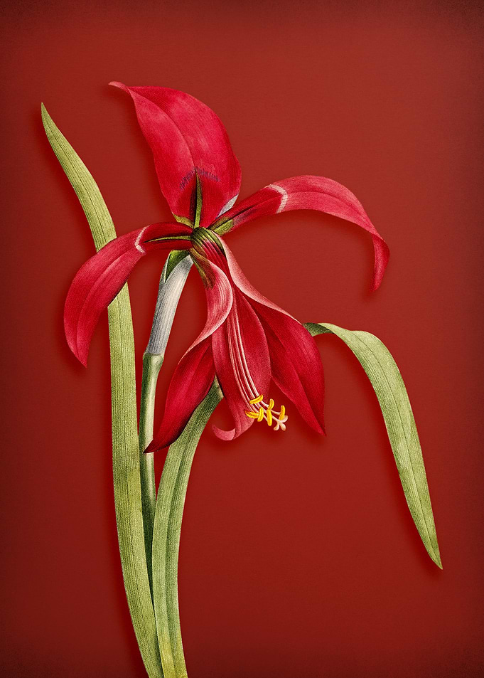 Amaryllis on Red