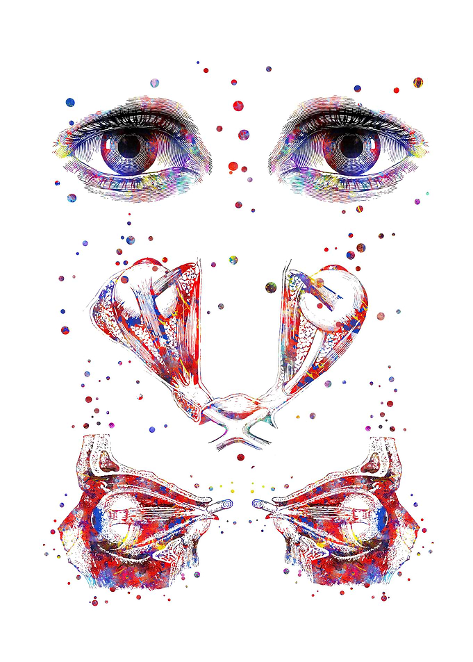 Human eye anatomy