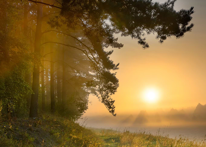 Morning Rural Misty Mist L