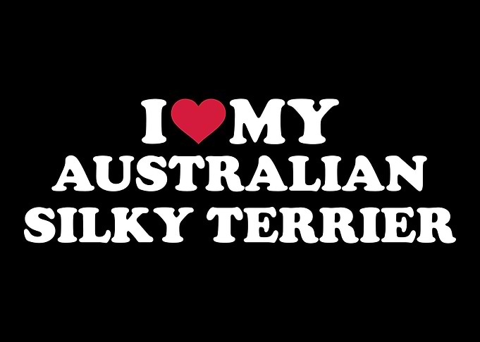 Australian Silky Terrier