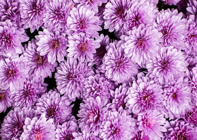 purple flower petaled