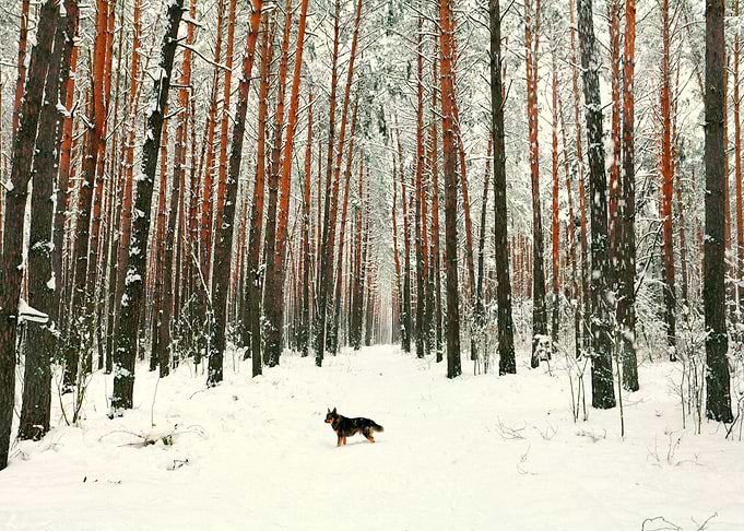Animals Canine Chill Cold