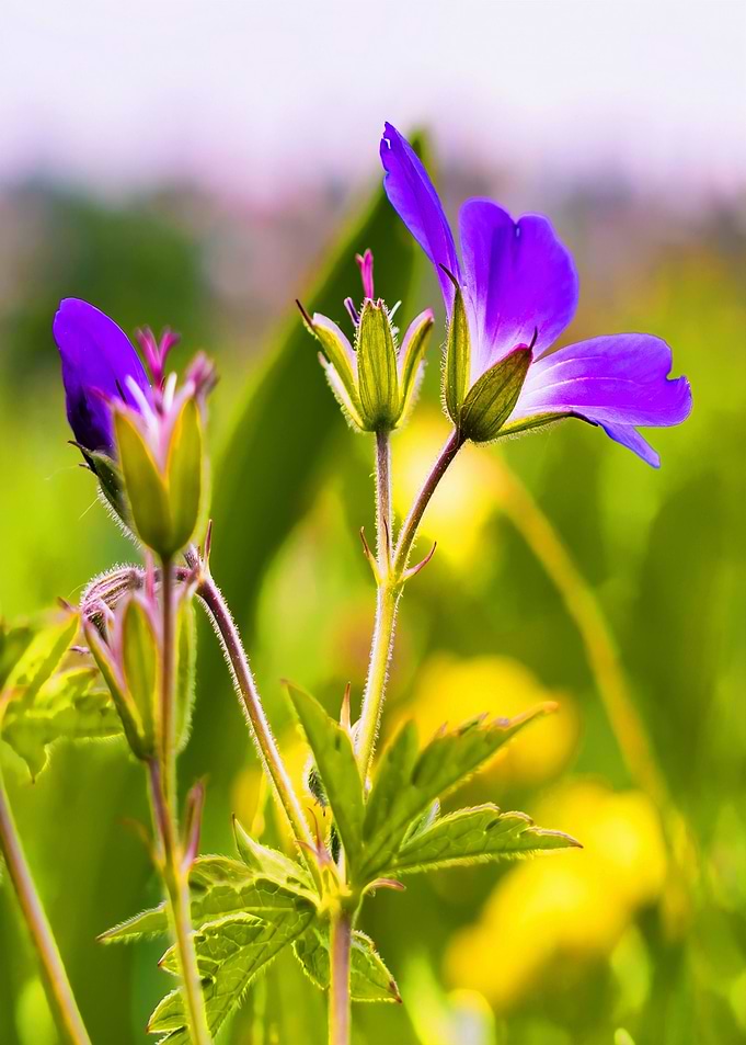 green blue flower
