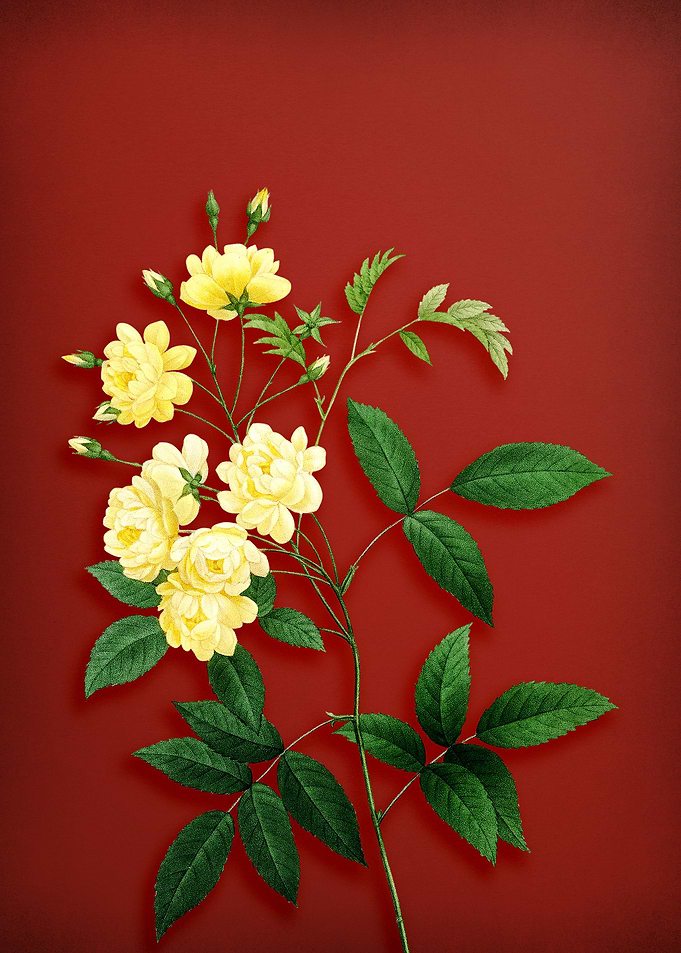 Lady Banks Rose on Red