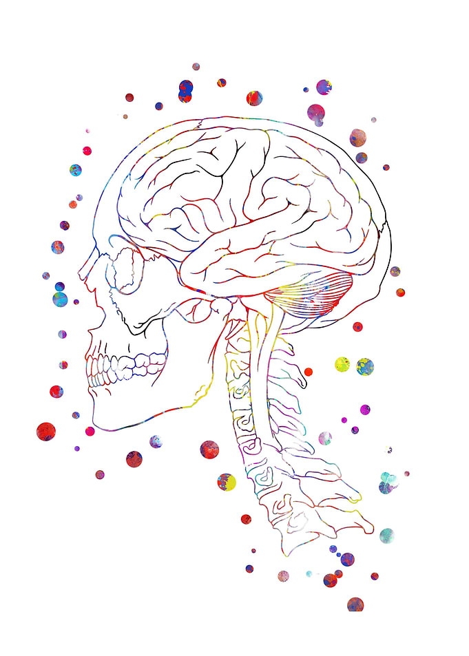 Skull anatomy