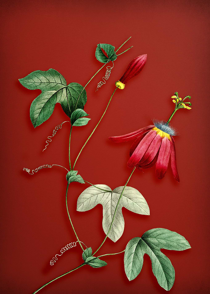 Red Passion Flower on Red