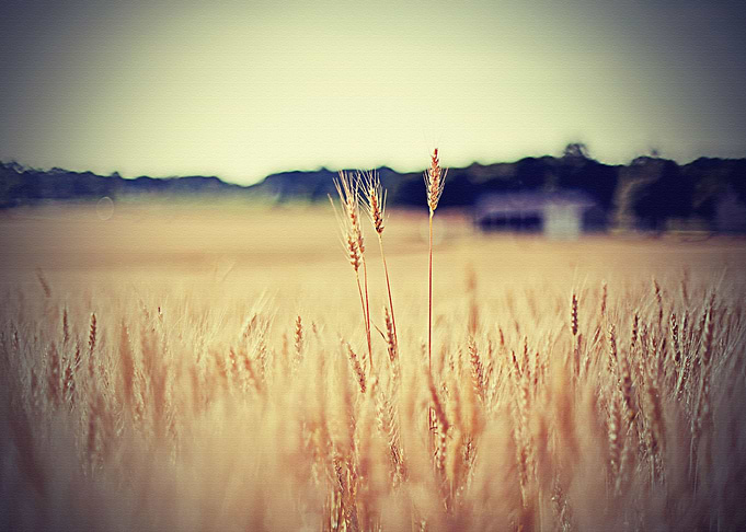 Lanscape
