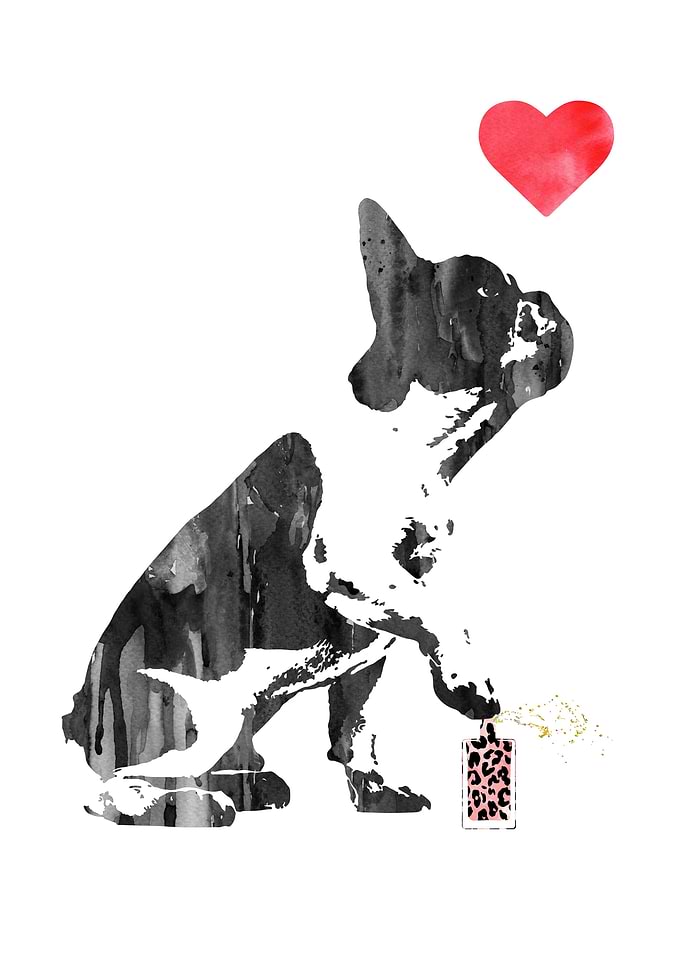 French Bulldog vs perfume