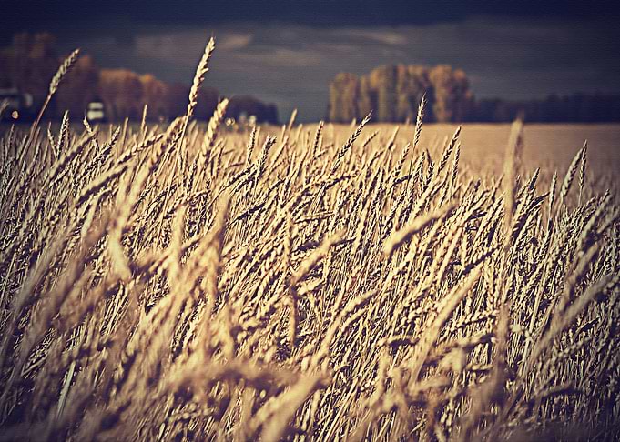 Lanscape
