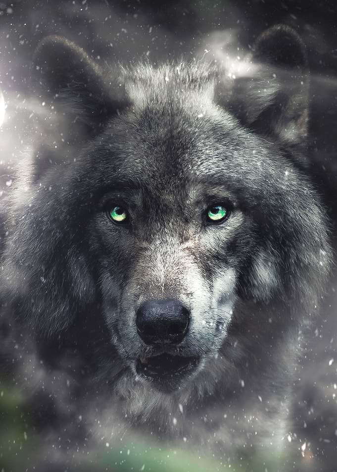 The Hungry Wolf