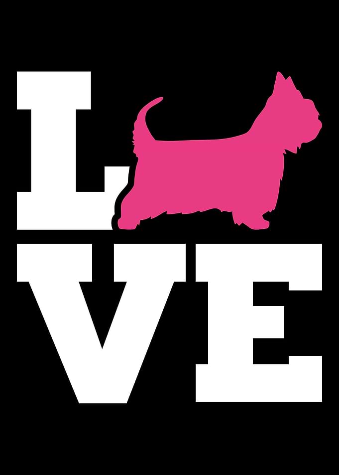 Australian Silky Terrier