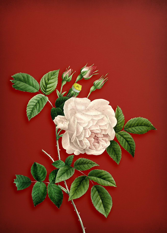Vintage Rosa Indica on Red