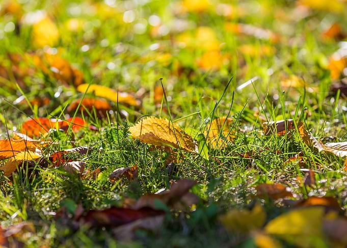 Outdoor Nature Maple Lawn