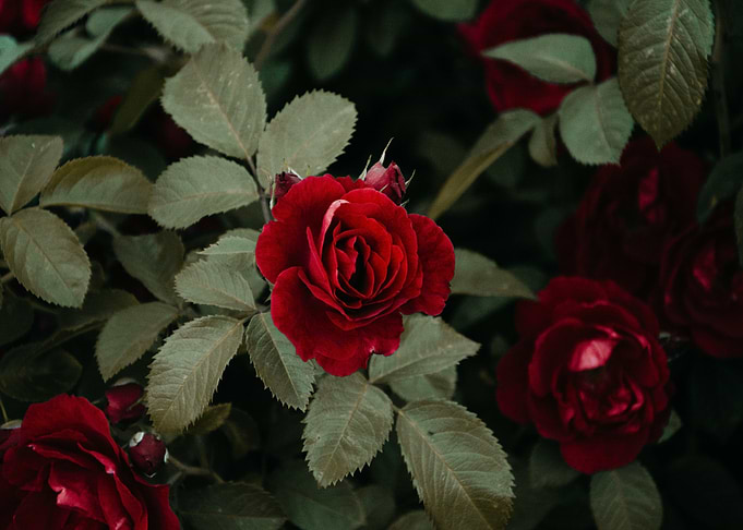 red plant rose