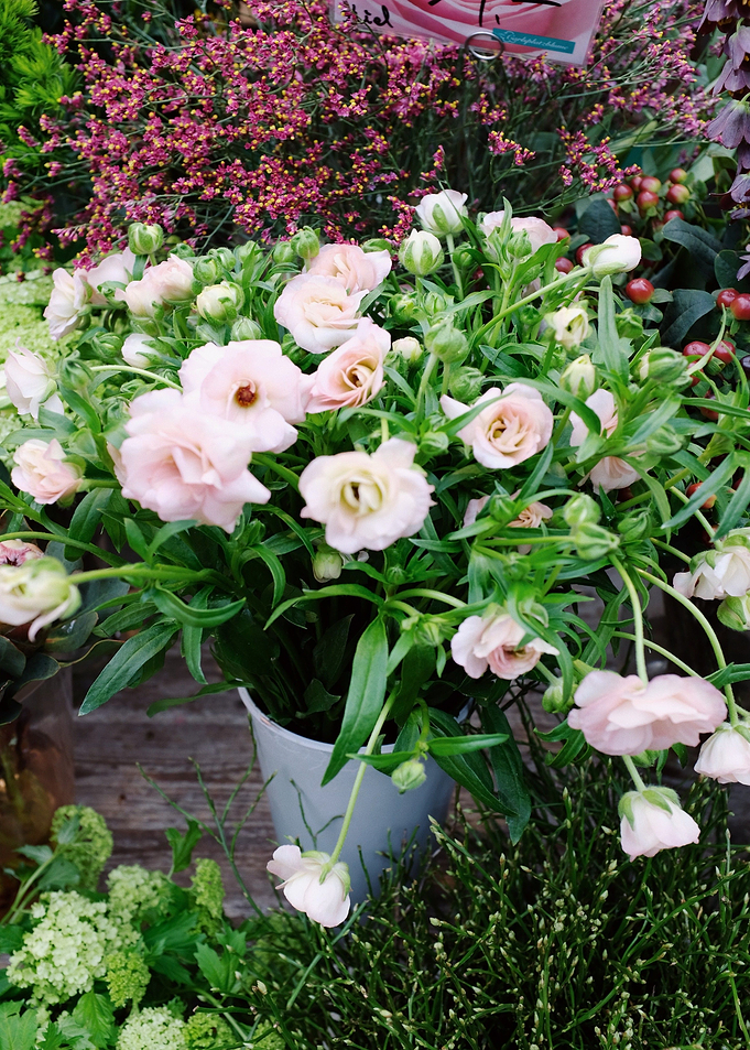 pot white flower