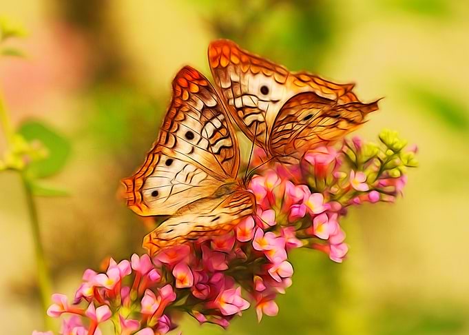 Two Butterflies