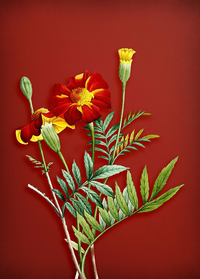 Vintage Monks Cress on Red