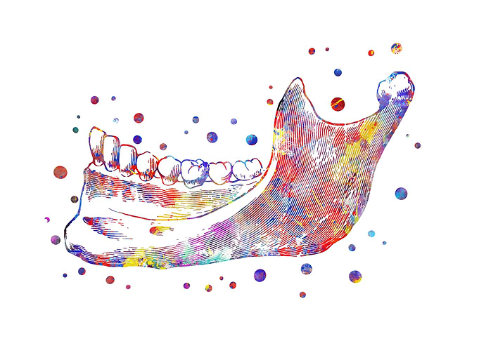 Human mandible
