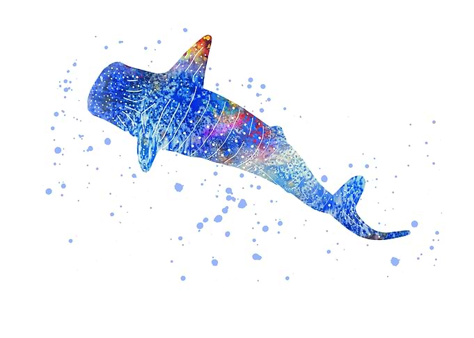 Blue Whale shark