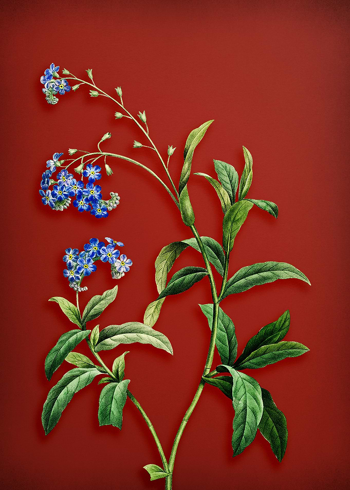 Water Forget me not on Red
