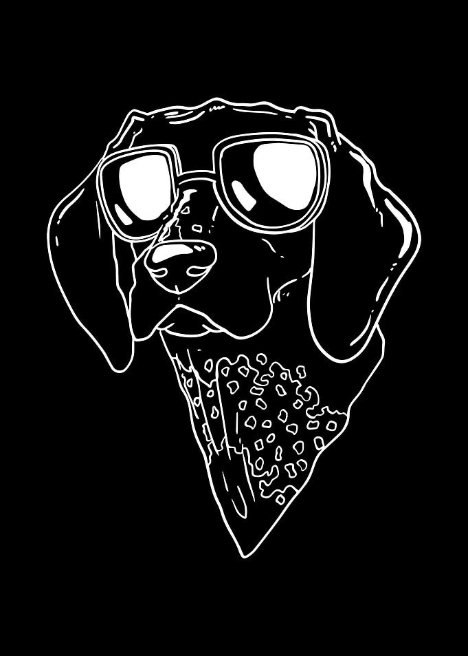 German Shorthaired Pointer