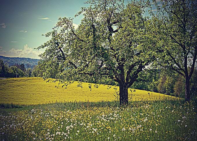 Lanscape