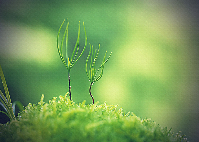 Lanscape