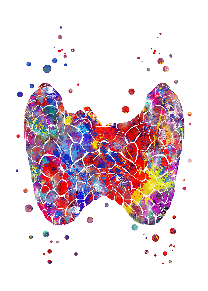 Thyroid gland