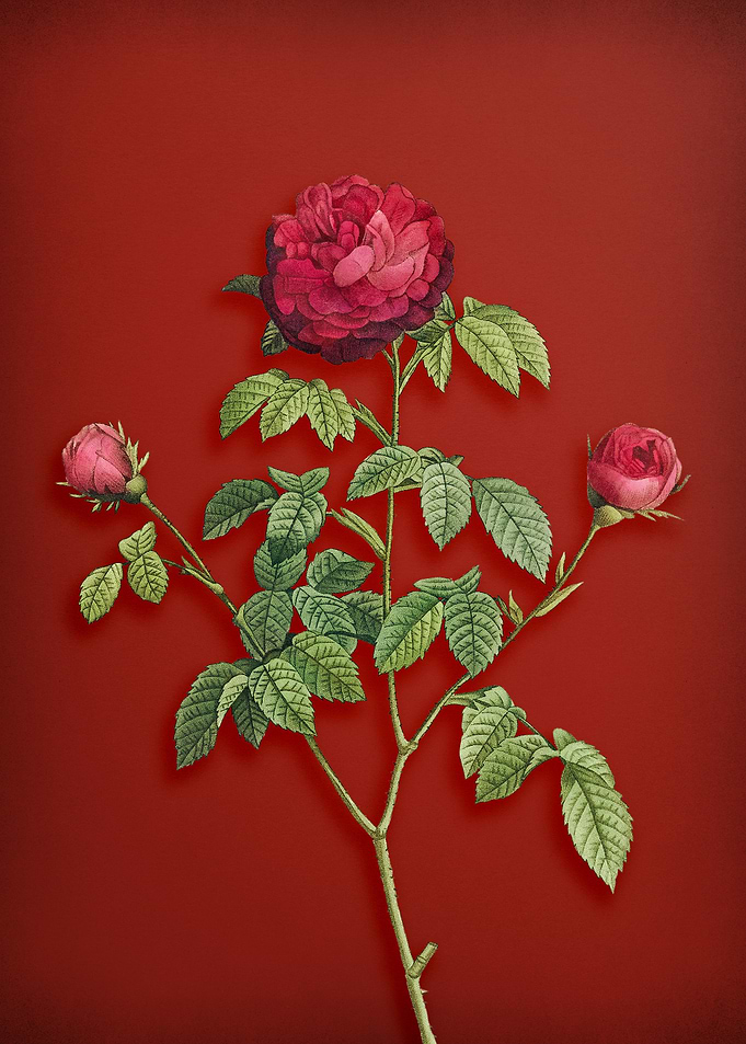 Agatha Rose in Bloom Red