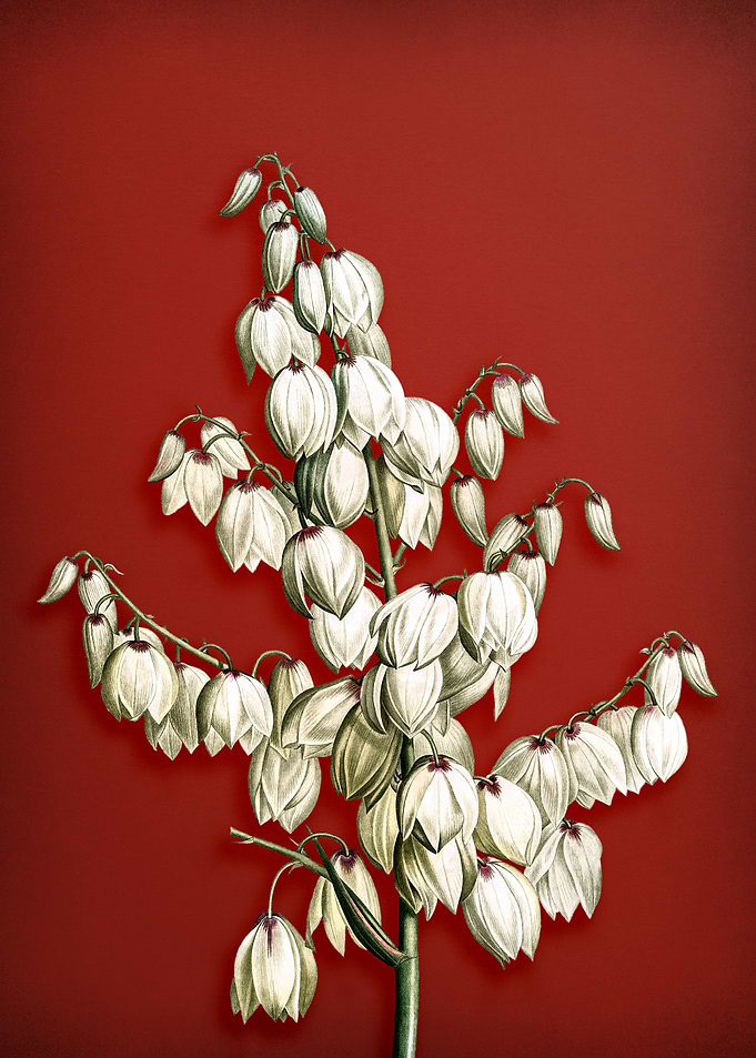 Vintage Aloe Yucca on Red