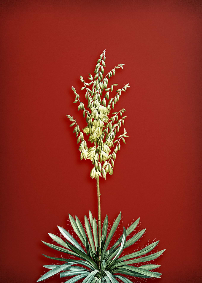 Adams Needle on Red