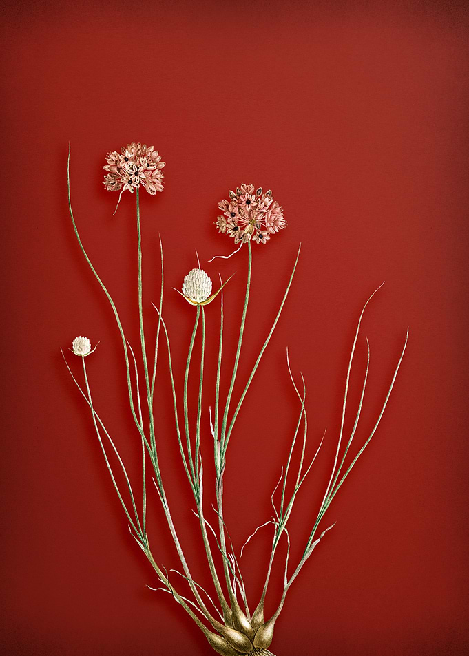 Vintage Floral on Red