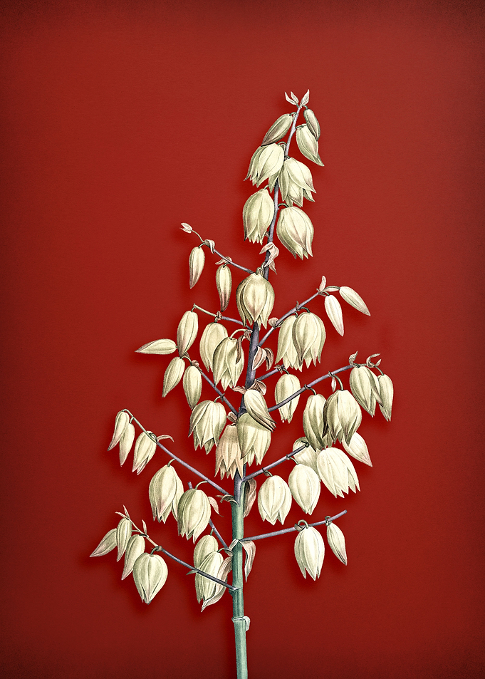 Adams Needle on Red